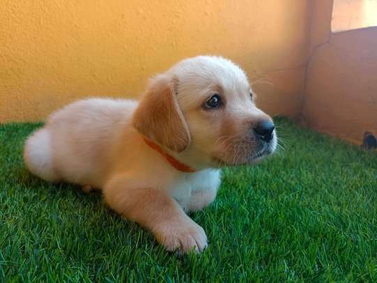 Labrador Retriever For Sale In Tiruvannamalai