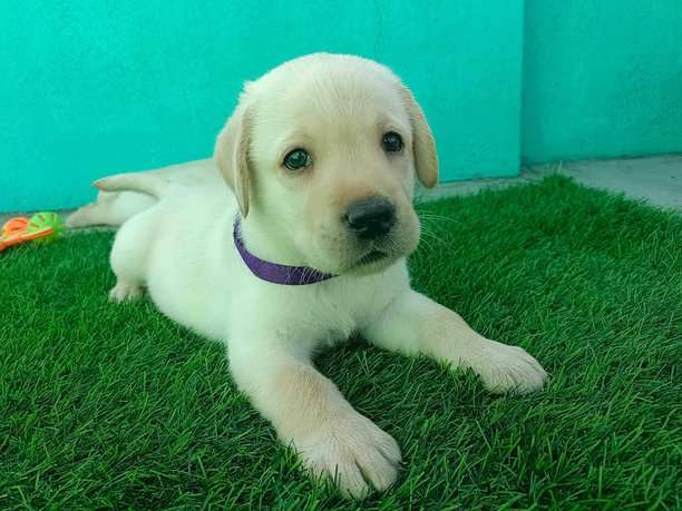 Labrador Retriever For Sale In Tiruvannamalai