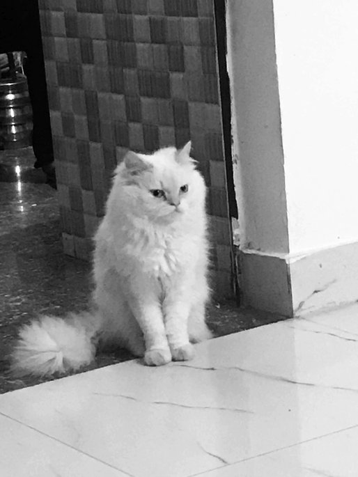 Persian For Sale In Rae Bareli