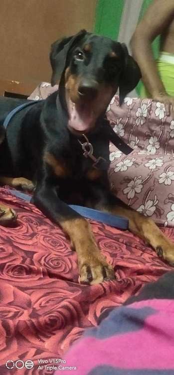 American Doberman Dogs For Mating In Chennai
