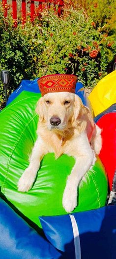 Golden Retriever Dogs For Mating In Mumbai