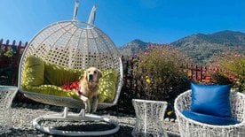 Golden Retriever Dogs For Mating In Mumbai