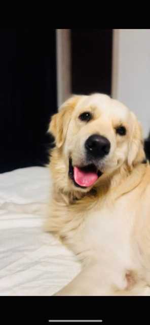 Golden Retriever Dogs For Mating In Mumbai