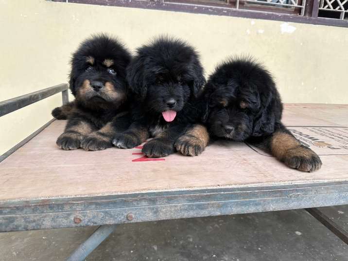Tibetan Mastiff For Sale In Faizabad