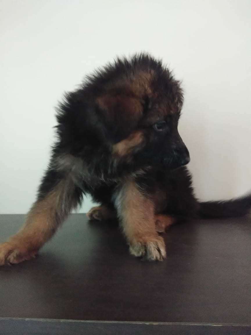 German Shepherd For Sale In Jodhpur