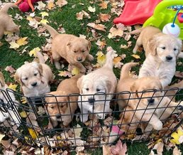 Golden Retriever For Sale In Panaji