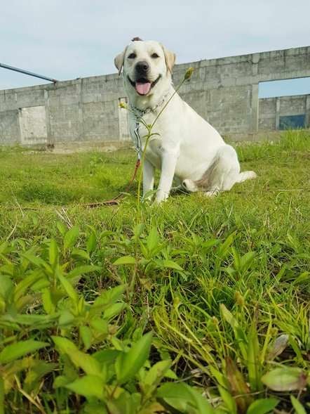 Labrador Retriever Dogs For Mating In Delhi