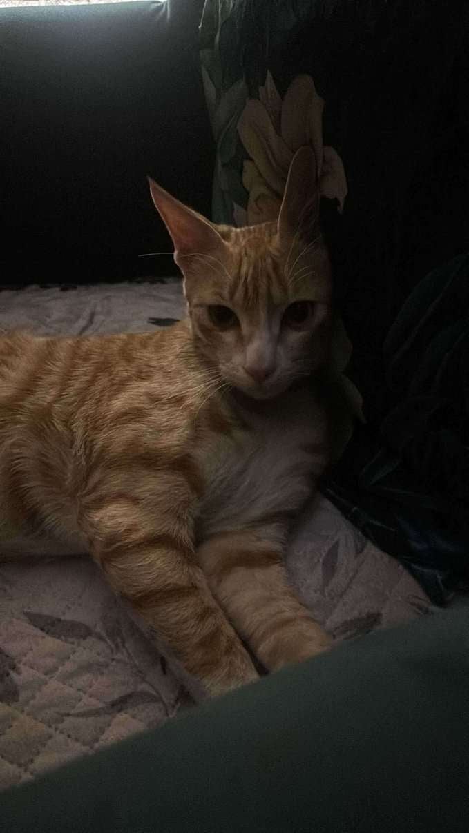 Indian Breed For Adoption In Agra