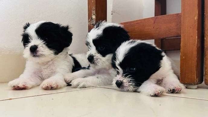 Tibetan Terrier For Sale In Karwar