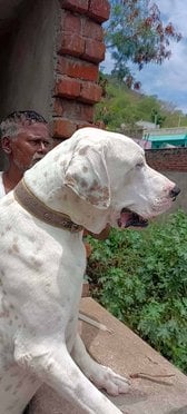 Bully Kutta Dogs For Mating In Vellore