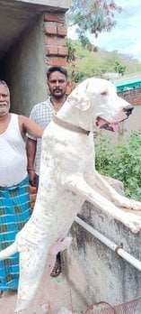 Bully Kutta Dogs For Mating In Vellore