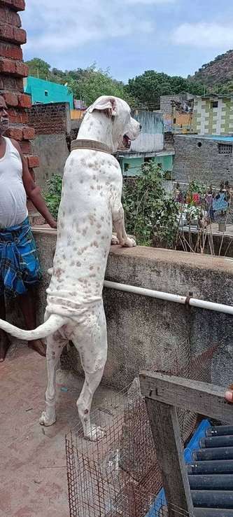 Bully Kutta Dogs For Mating In Vellore