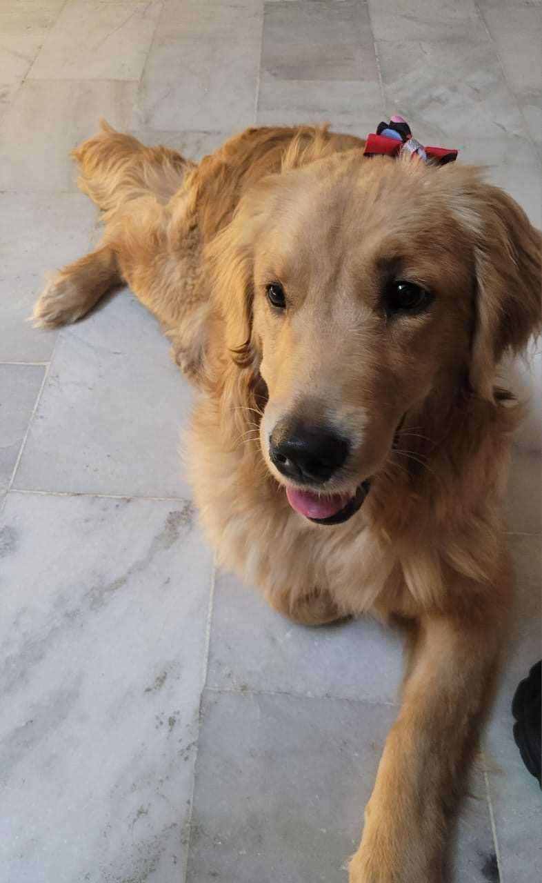 Golden Retriever For Adoption In Chandigarh