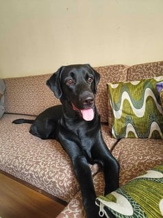 Labrador Retriever Dogs For Mating In Mumbai
