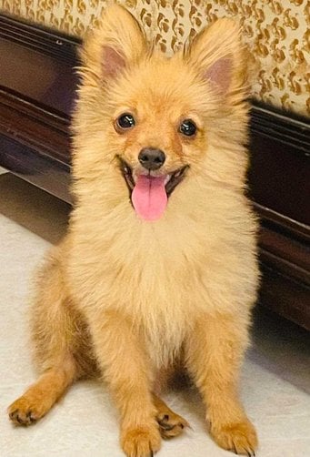 Pomeranian For Sale In Gurgaon