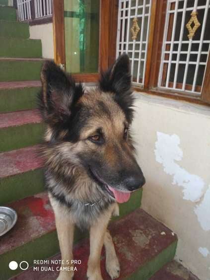 German Shepherd Dogs For Mating In Karimnagar