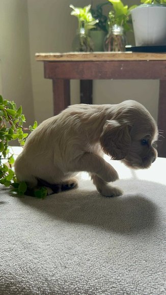 Cocker Spaniel For Sale In Ghaziabad