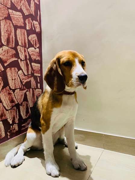 Beagle For Adoption In Surat