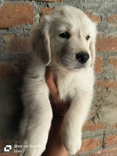 Golden Retriever For Sale In Bokaro Steel