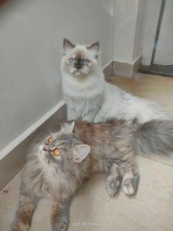 Persian For Adoption In Thrissur