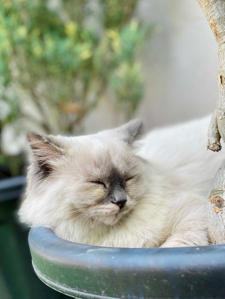 Ragdoll Dogs For Mating In Indore