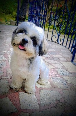 Shih Tzu Dogs For Mating In Pune