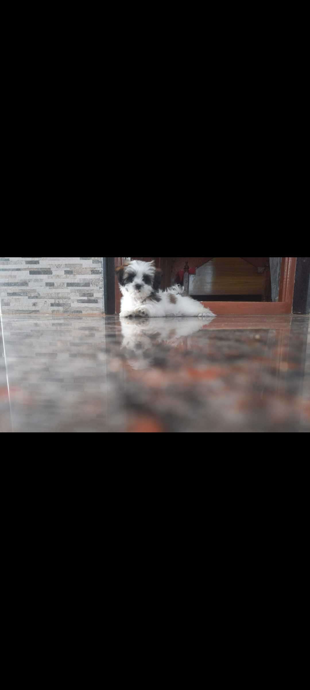 Shih Tzu Dogs For Mating In Pune