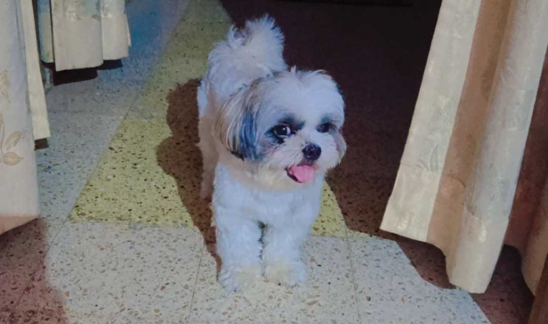 Shih Tzu Dogs For Mating In Pune