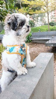 Shih Tzu Dogs For Mating In Pune