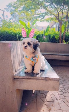 Shih Tzu Dogs For Mating In Pune