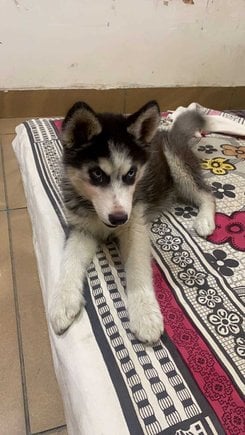 Siberian Husky For Sale In Dehradun