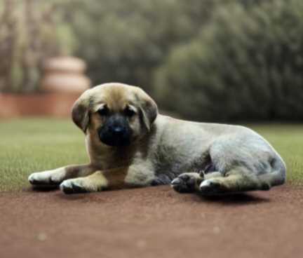 Anatolian Shepherds For Sale In Gurgaon