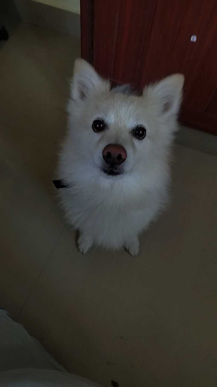 Pomeranian Dogs For Mating In Chennai