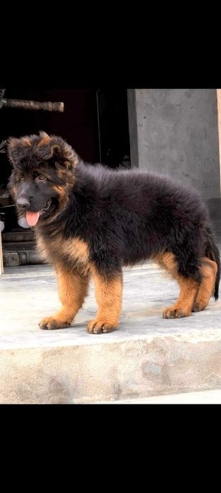 German Shepherd For Sale In Mumbai