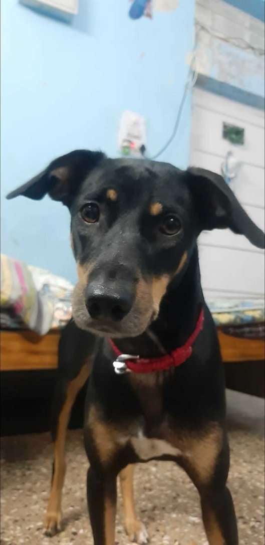 Rottweiler Dogs For Mating In Hyderabad