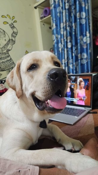 Labrador Retriever For Adoption In Secunderabad