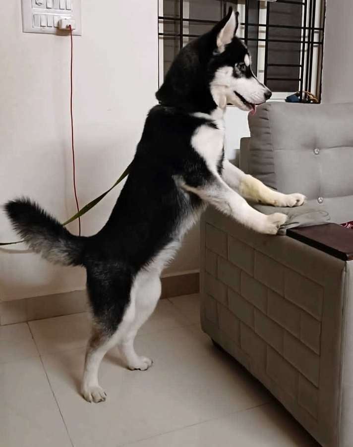 Siberian Husky Dogs For Mating In Bangalore