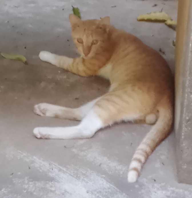 Indian Breed For Adoption In Chennai