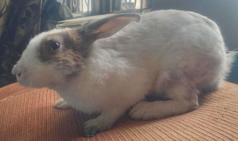 Rabbits For Adoption In Delhi