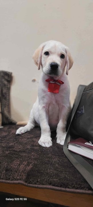 Labrador Retriever For Adoption In Mumbai