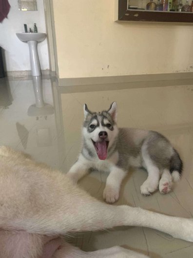 Siberian Husky For Sale In Thiruvananthapuram