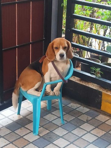 Beagle For Adoption In Guntur