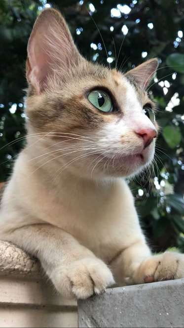 Indian Breed For Adoption In Udupi