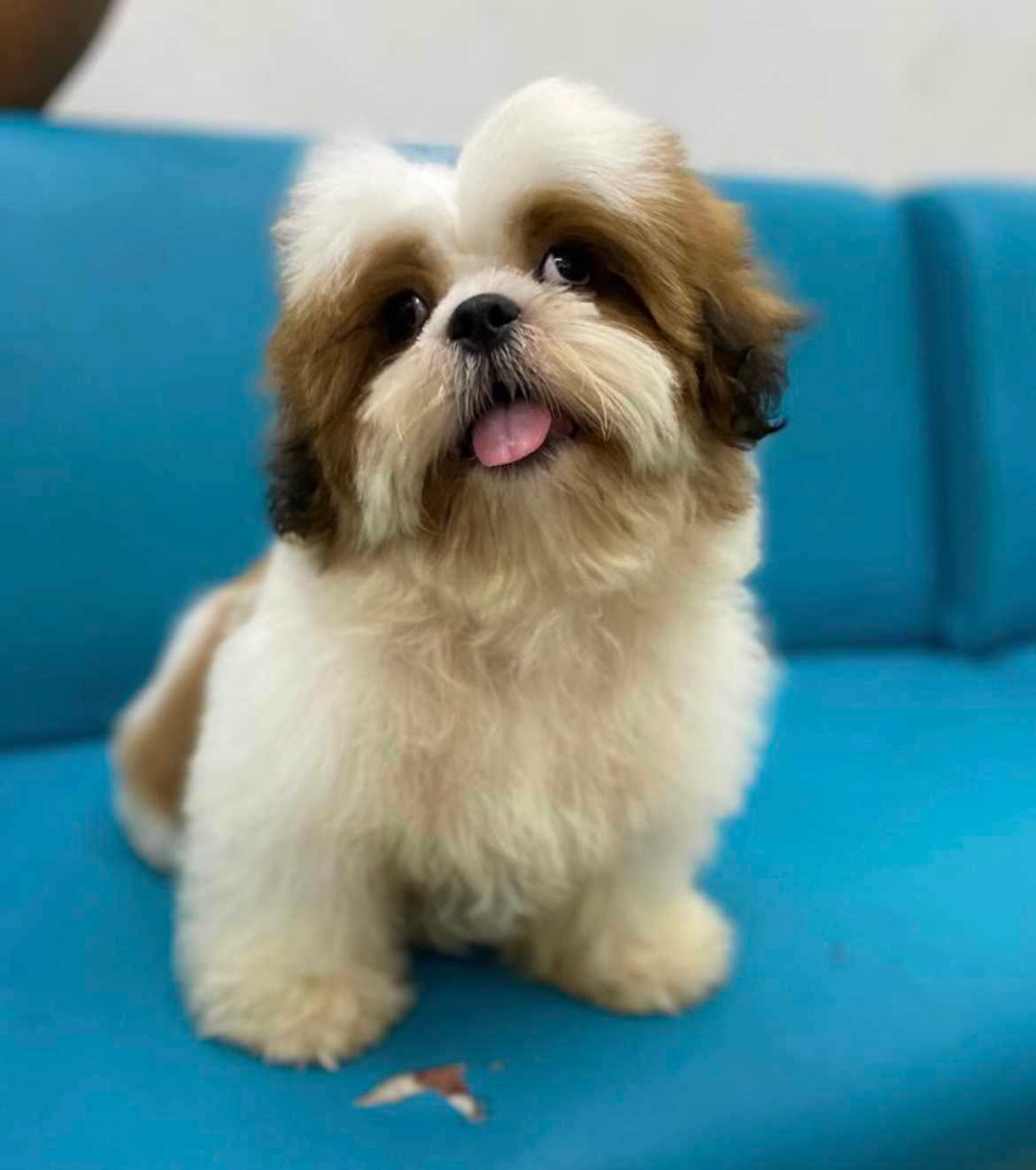 Shih Tzu Dogs For Mating In Hyderabad