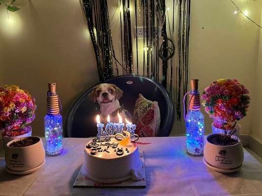 Shih Tzu Dogs For Mating In Hyderabad
