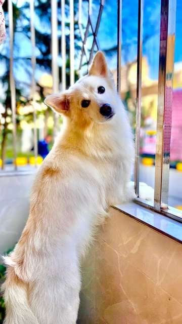 German Spitz Dogs For Mating In Noida