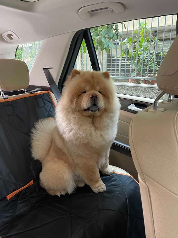Chow Chow Dogs For Mating In Ahmedabad