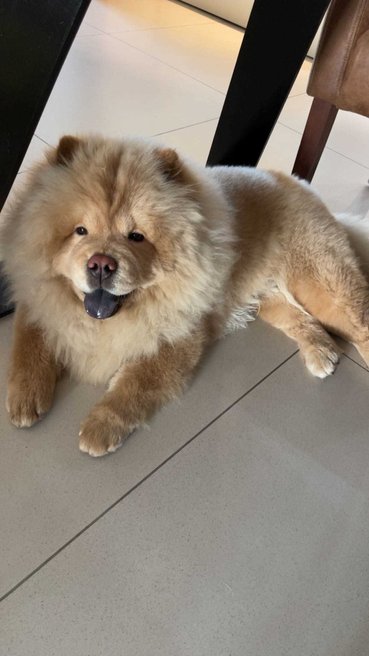 Chow Chow Dogs For Mating In Ahmedabad