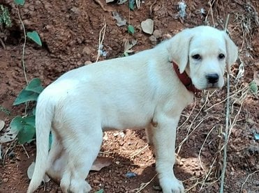Labrador Retriever For Sale In Kozhikode