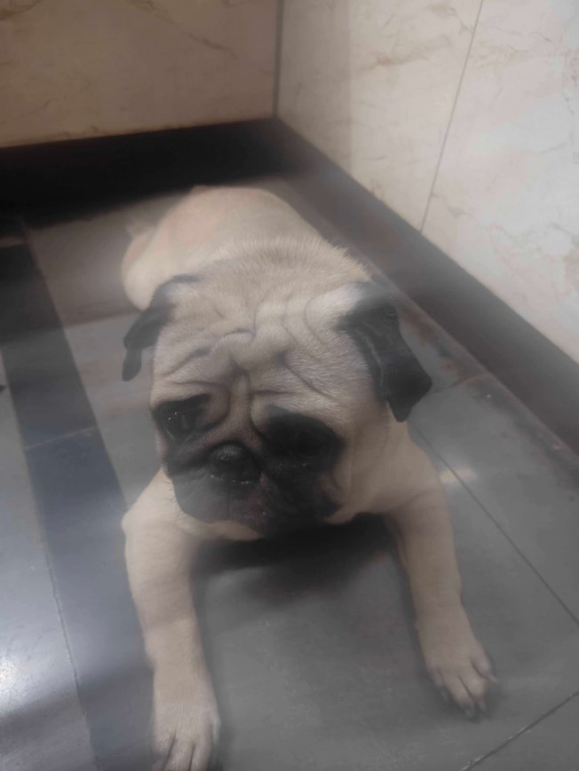 Pug Dogs For Mating In Hyderabad